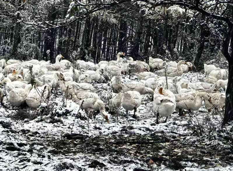 林地散养大鹅