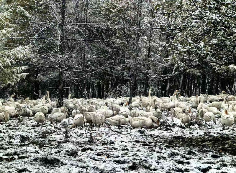 林地散养大鹅