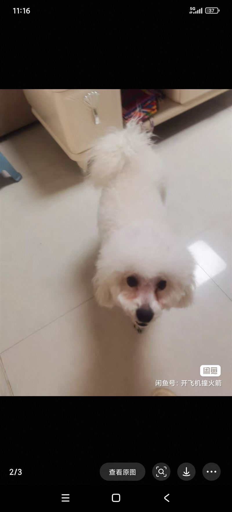 比熊狗