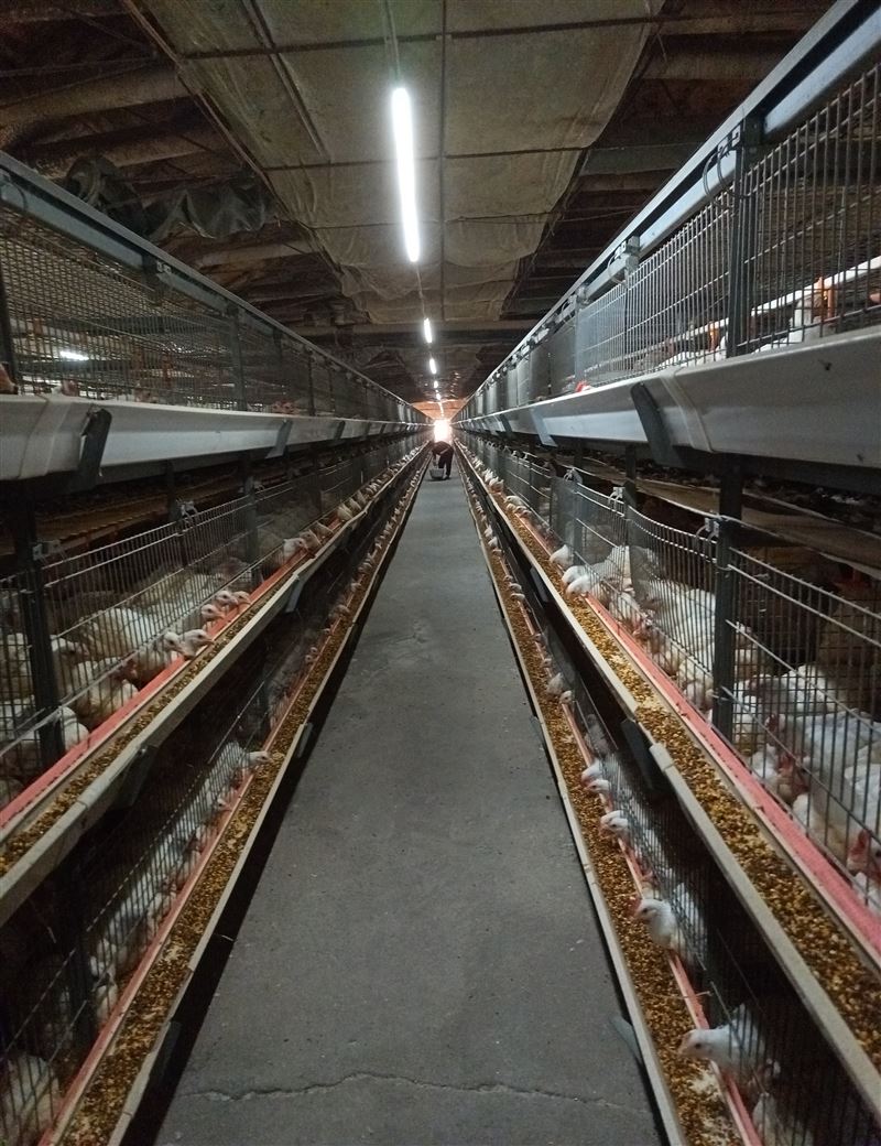 招聘肉鸡饲养员